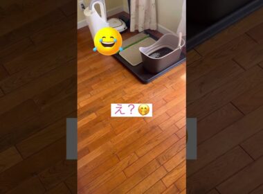 なんで？ #ねこ動画 #アメリカンカール