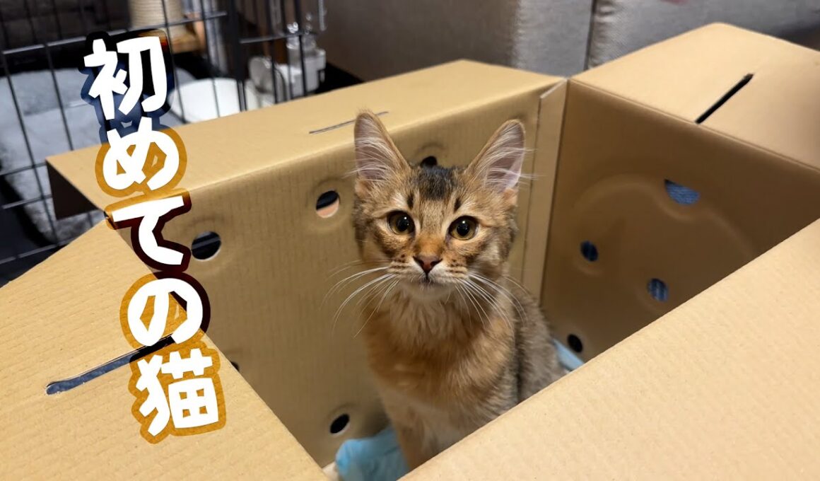 ソマリ猫のすいちゃんを飼いました【初めての猫】