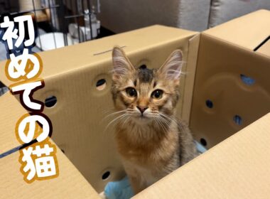 ソマリ猫のすいちゃんを飼いました【初めての猫】