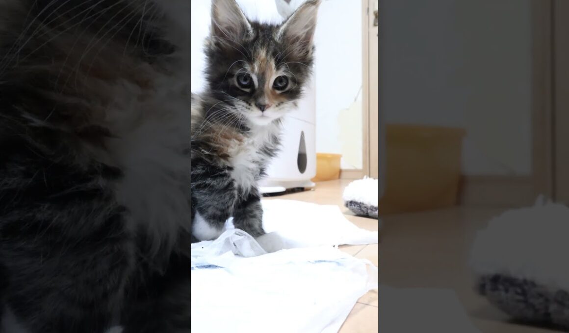 生後51日メインクーンの赤ちゃん小町ちゃん