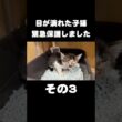 目が潰れた子猫を緊急保護しました【その3】