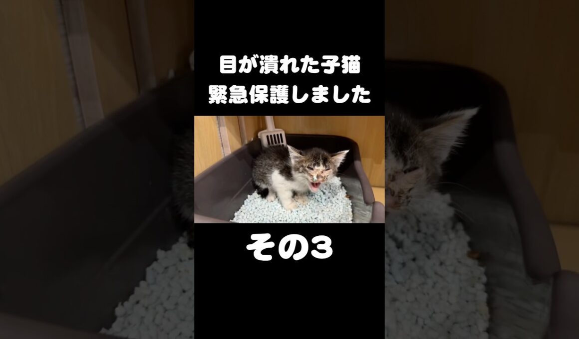 目が潰れた子猫を緊急保護しました【その3】