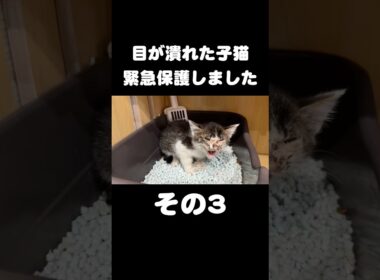 目が潰れた子猫を緊急保護しました【その3】