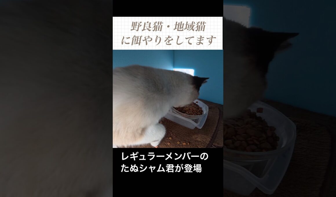 レギュラーメンバーのたぬシャム君が登場。ガツガツとワイルドな食事。