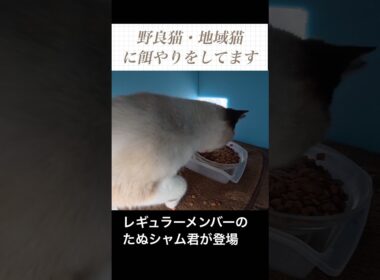 レギュラーメンバーのたぬシャム君が登場。ガツガツとワイルドな食事。