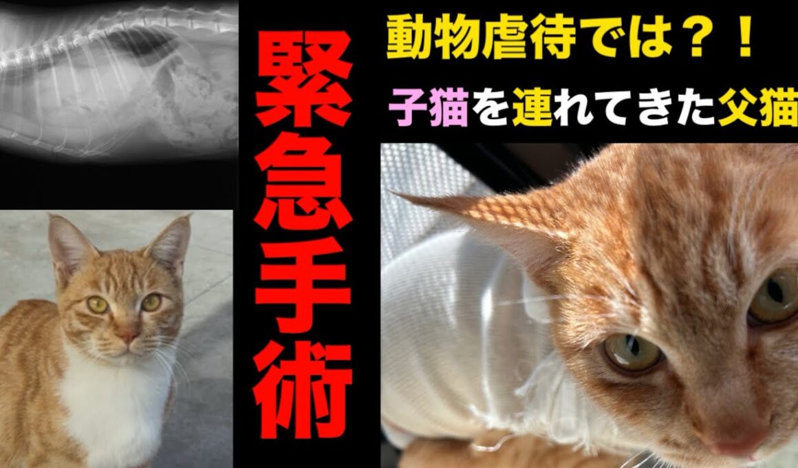 虐待されたのか？子猫を連れて来た父猫緊急手術へ〜外傷性横隔膜ヘルニア〜