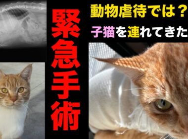 虐待されたのか？子猫を連れて来た父猫緊急手術へ〜外傷性横隔膜ヘルニア〜