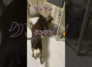 猫の匂いが好きな犬 #shorts #チワワ #アビシニアン