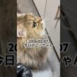 2026/02/07今日のしーちゃん #猫 #ペルシャ #シエル #cat #猫のいる暮らし