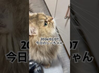 2026/02/07今日のしーちゃん #猫 #ペルシャ #シエル #cat #猫のいる暮らし
