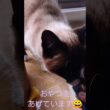 二度寝から起きたシャム猫さん🐾#猫 #ねこ #cat #Shorts