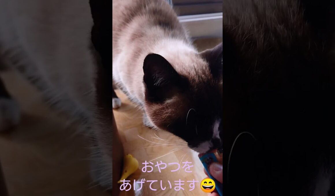 二度寝から起きたシャム猫さん🐾#猫 #ねこ #cat #Shorts