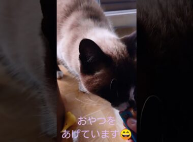 二度寝から起きたシャム猫さん🐾#猫 #ねこ #cat #Shorts
