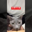 お仕事中ですにゃ猫#ロシアンブルー #猫 #cat