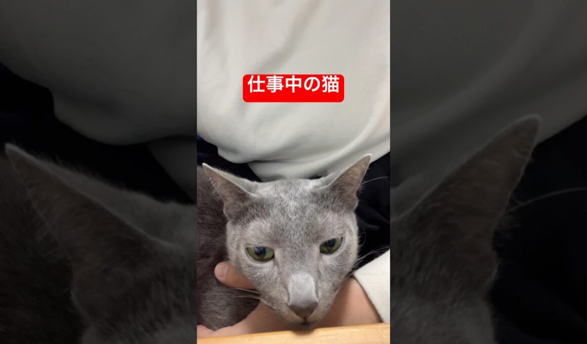 お仕事中ですにゃ猫#ロシアンブルー #猫 #cat