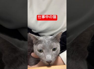 お仕事中ですにゃ猫#ロシアンブルー #猫 #cat