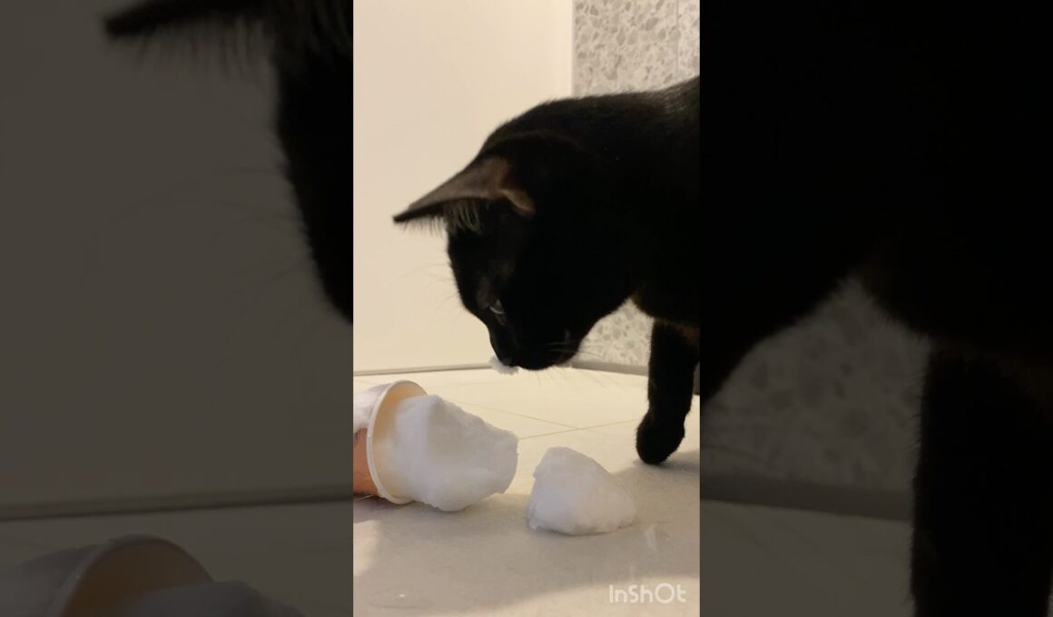 雪あそび黒猫ボンベイ　#cat #ねこ #ねこのいる暮らし #ねこのいる生活 #猫 #猫好きさんと繋がりたい #雪 #おもちゃ #かわいい #癒やし