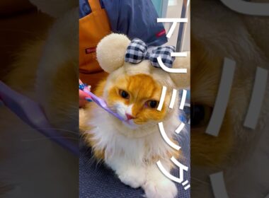 #猫 #猫のいる暮らし #アメリカンカール #猫シャンプー