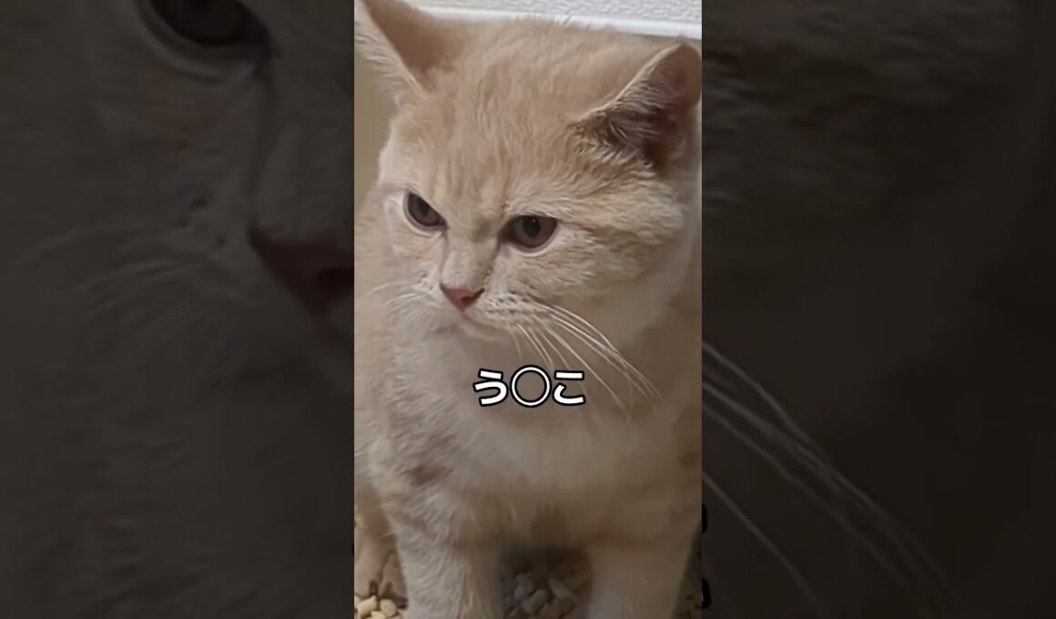 【ブリティッシュショートヘア】猫あるある #猫あるある