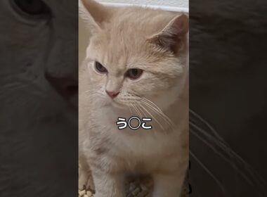 【ブリティッシュショートヘア】猫あるある #猫あるある