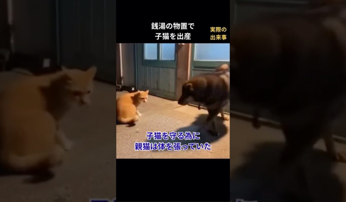 銭湯の倉庫で子猫を出産した #保護猫 #猫動画