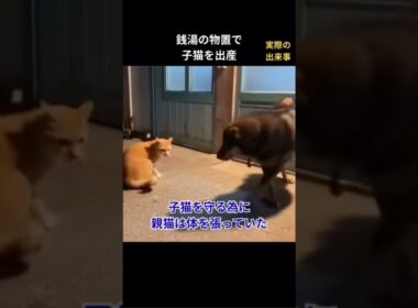 銭湯の倉庫で子猫を出産した #保護猫 #猫動画