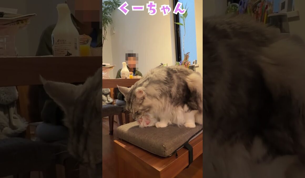 朝、少年の朝ごはんを見守る大型猫メインクーン#short