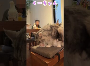 朝、少年の朝ごはんを見守る大型猫メインクーン#short