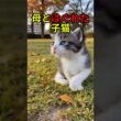 母に置いていかれた子猫の結末【感動物語】 #shorts