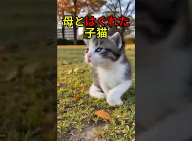 母に置いていかれた子猫の結末【感動物語】 #shorts