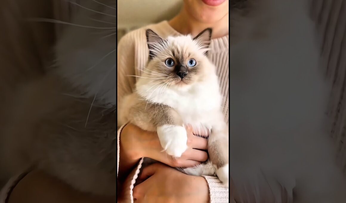 マメちゃんミケちゃんが、バーマンの子猫を連れて帰って来た🍀