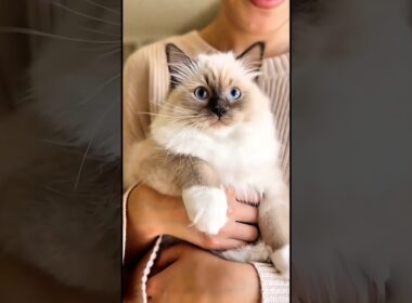 マメちゃんミケちゃんが、バーマンの子猫を連れて帰って来た🍀