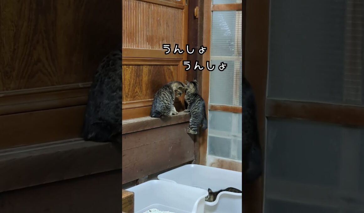 子猫の脱走の下見 #shorts