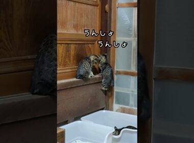 子猫の脱走の下見 #shorts