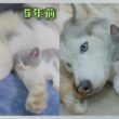 もうすぐ5年、ハスキー犬に育てられた子猫はこうなりました。 こんなにも優しいハスキーを見たことがない