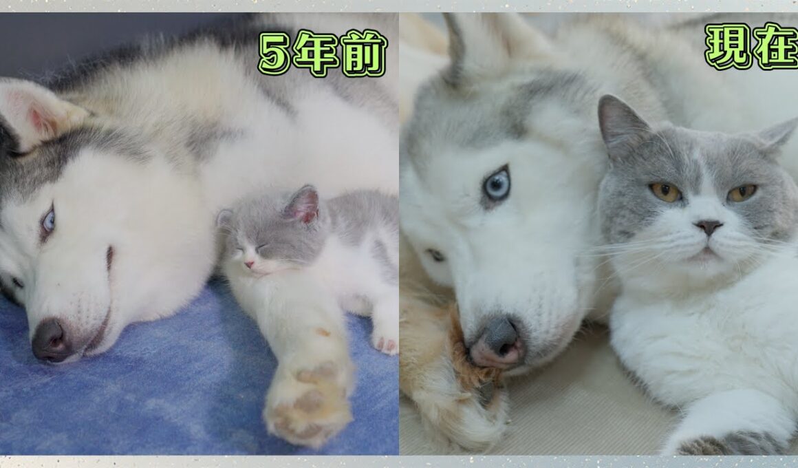 もうすぐ5年、ハスキー犬に育てられた子猫はこうなりました。 こんなにも優しいハスキーを見たことがない