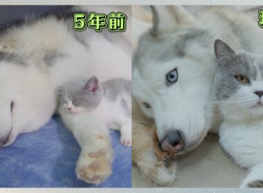 もうすぐ5年、ハスキー犬に育てられた子猫はこうなりました。 こんなにも優しいハスキーを見たことがない