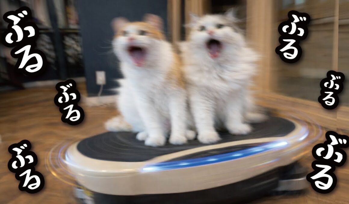 運動不足の猫たちにブルブルマシンに乗ってもらいました