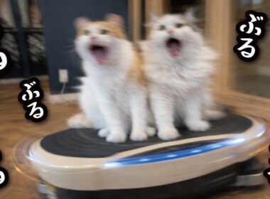 運動不足の猫たちにブルブルマシンに乗ってもらいました