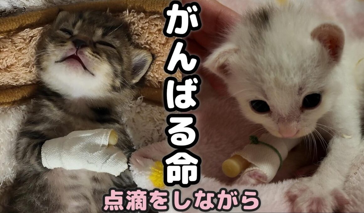 お願い、生きて…小さな体で必死にがんばる子猫たち【保護猫日記】