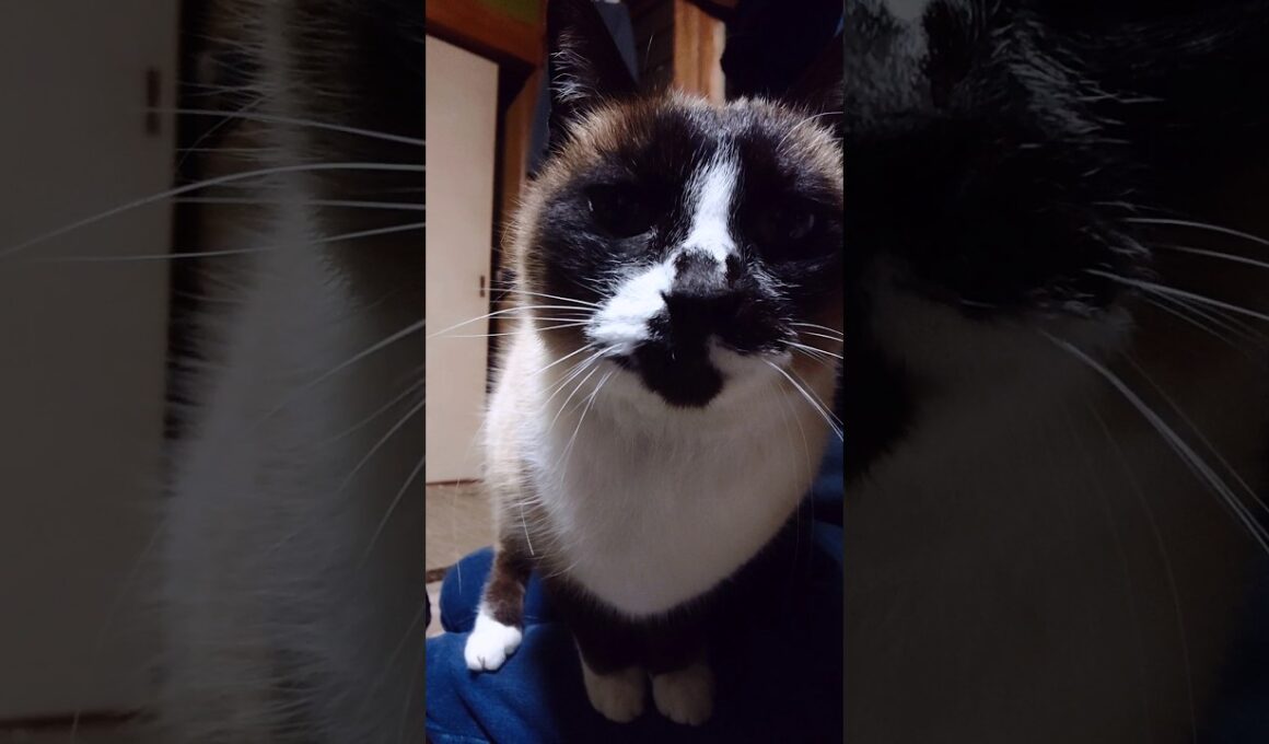 シャム猫さんと仕切り笑#猫 #ねこ #cat #Shorts