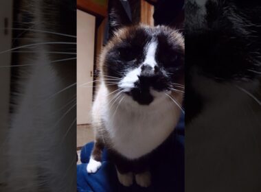 シャム猫さんと仕切り笑#猫 #ねこ #cat #Shorts