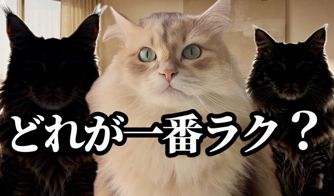 サイベリアンは飼いやすい？他の大型猫と正直に比べてみた