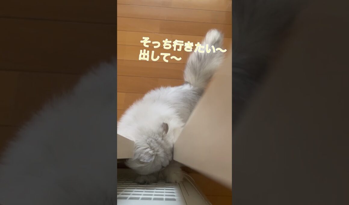 【ペルシャ猫】どうしても外に出たいもちお #猫 #猫のいる暮らし #ペルシャ猫 #shorts