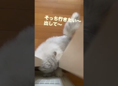 【ペルシャ猫】どうしても外に出たいもちお #猫 #猫のいる暮らし #ペルシャ猫 #shorts