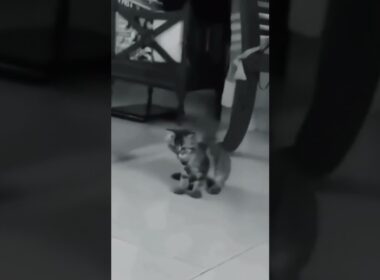 Awal mula muncul goyang pargoy #shorts