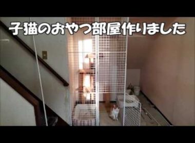 子猫ちゃんたちのおやつ部屋を作りました