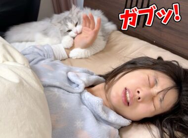 朝6時に噛み付いて飼い主を起こす子猫が怖すぎる…