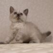 セルカークレックス子猫　Selkirk Rex　2025.12.16産まれ　　ブルーポイント　巻き毛　女の子　シーダキャット猫のお店