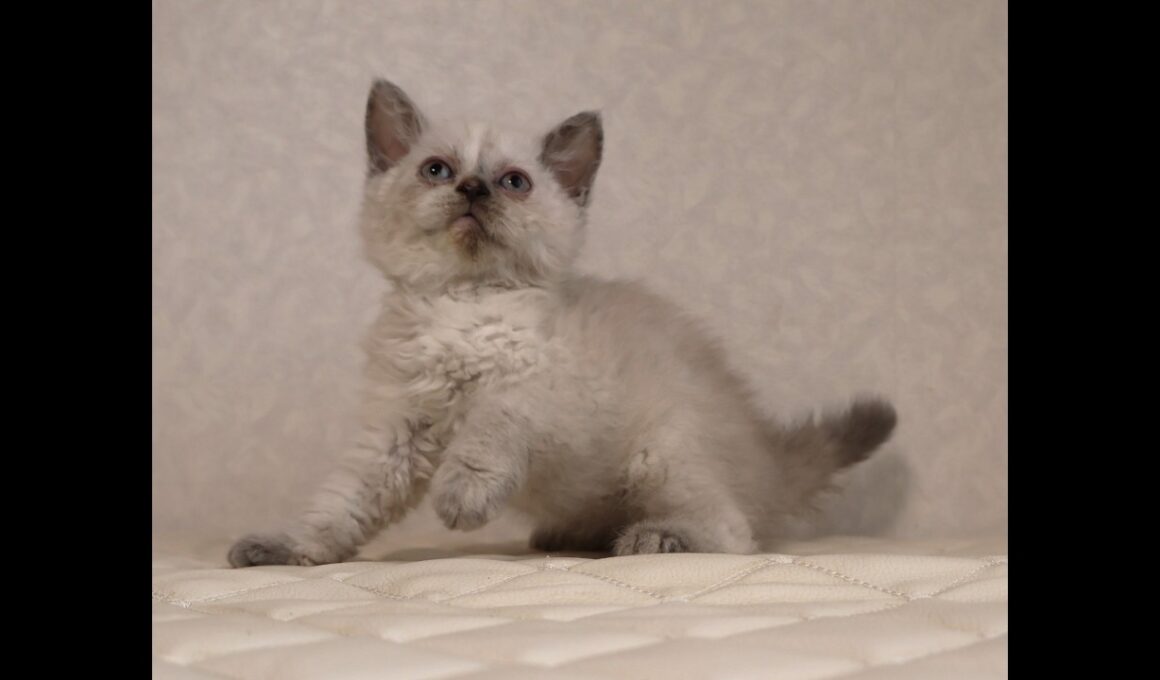 セルカークレックス子猫　Selkirk Rex　2025.12.16産まれ　　ブルーポイント　巻き毛　女の子　シーダキャット猫のお店